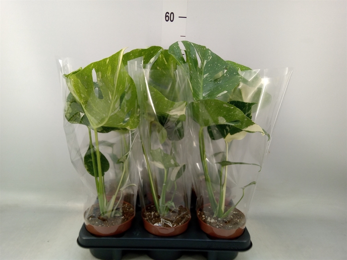 <h4>Monstera delic. 'Thai Constellatio'</h4>