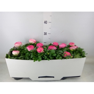 Ranunculus  'Sprinkles Violet Bico'