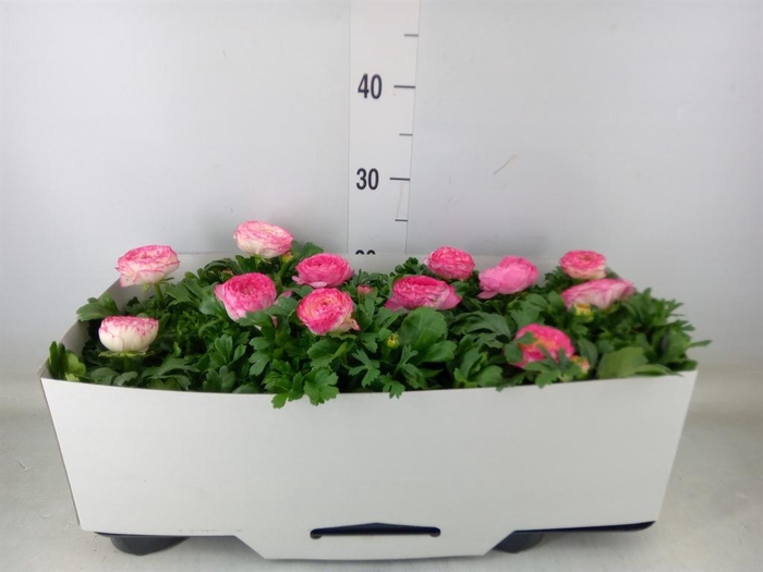 <h4>Ranunculus  'Sprinkles Violet Bico'</h4>