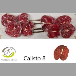 ANTH A CALISTO
