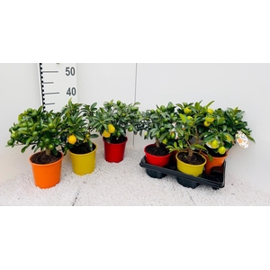 Citrus Mix-Tray 3 Var. medi-stem