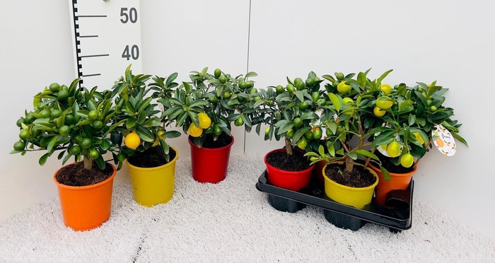 <h4>Citrus Mix-Tray 3 Var. medi-stem</h4>