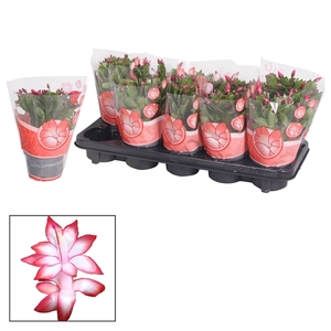 Schlumbergera - 10,5 cm - Red (Exotic)