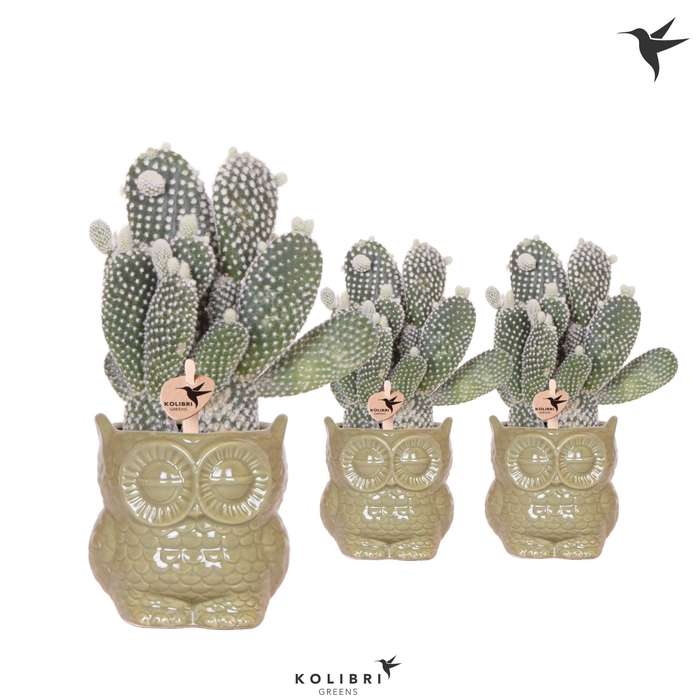 <h4>Kolibri Greens Opuntia white in Owl pot green</h4>