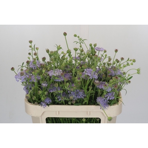 Didiscus Blue