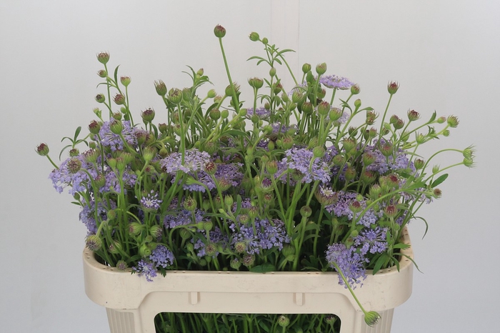 <h4>Didiscus Blue</h4>