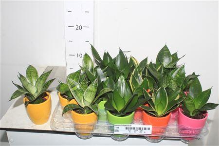 <h4>Sansev Trifascia In Decopotje</h4>