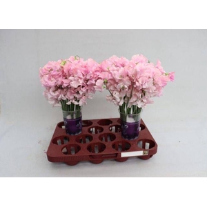 LATHYR PARFUM P PINK