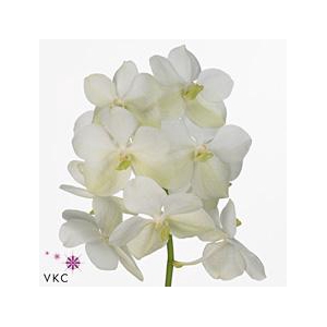 Vanda tayanee white