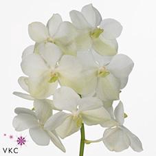 <h4>Vanda tayanee white</h4>