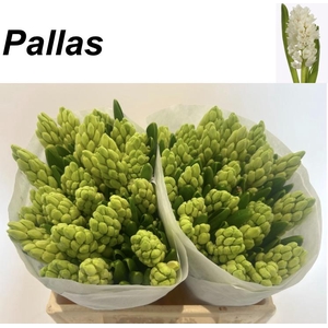 HYAC PALLAS