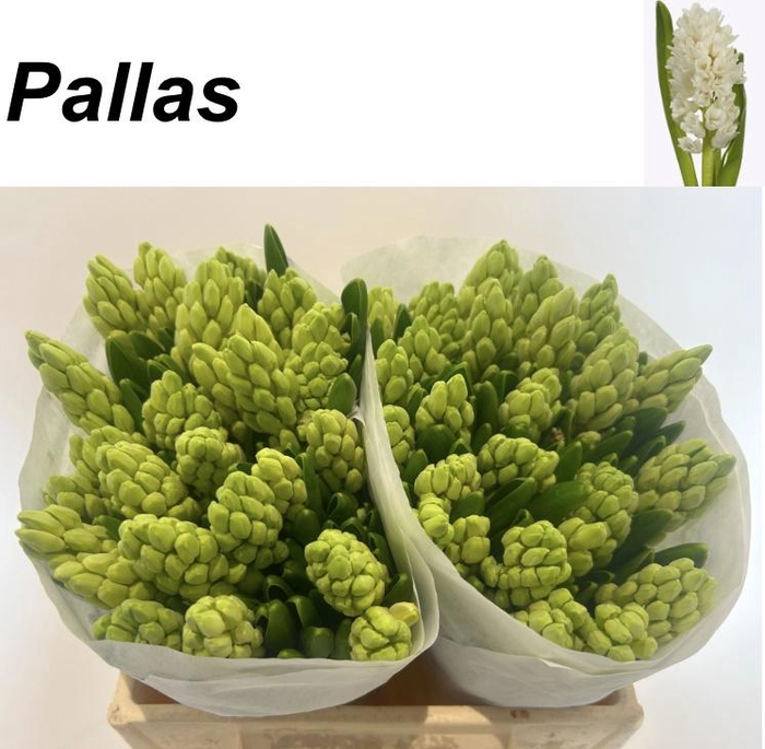<h4>HYAC PALLAS</h4>