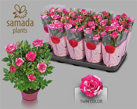 <h4>Ro Twin Color</h4>