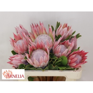 PROTEA CYNAROIDES