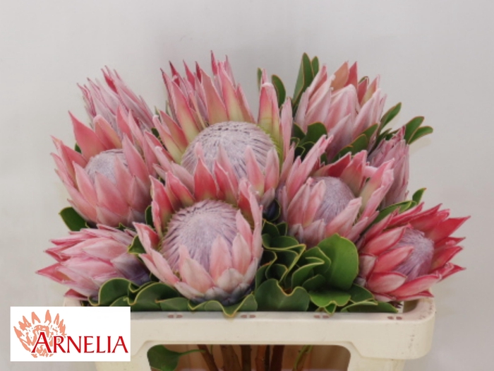 <h4>PROTEA CYNAROIDES</h4>