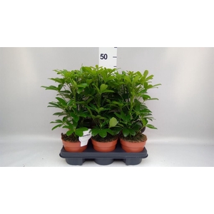 Schefflera arbor. 'Nora'