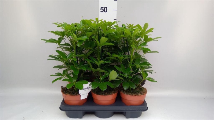 <h4>Schefflera arbor. 'Nora'</h4>