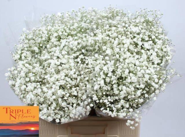 <h4>GYPS PA XLENCE</h4>