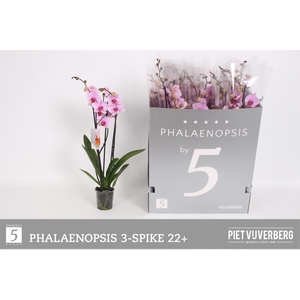 PHAL OV ROZE
