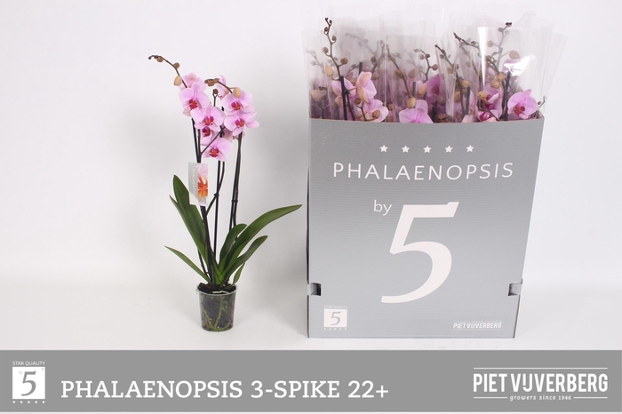 <h4>PHAL OV ROZE</h4>