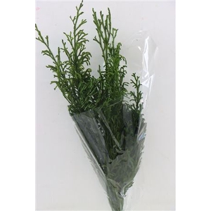 Pres Licopodium Long Green Bunch