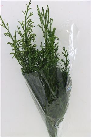 <h4>Pres Licopodium Long Green Bunch</h4>