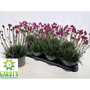 ARMERIA MARITIMA