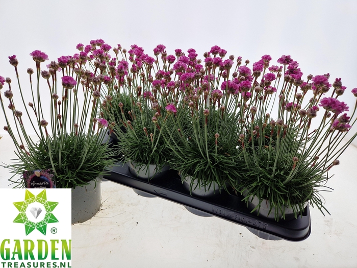 <h4>ARMERIA MARITIMA</h4>