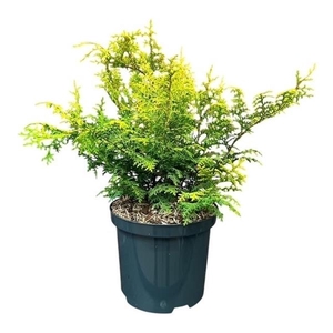 Chamaecyparis o. 'Lucas'