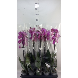 Phalaenopsis   ...lilac