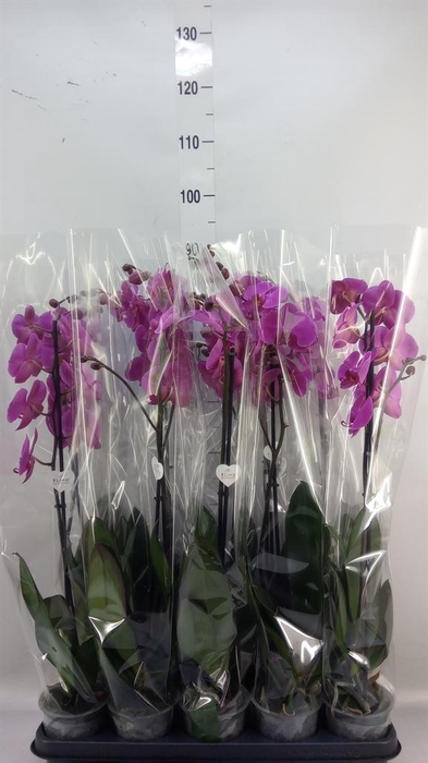 <h4>Phalaenopsis   ...lilac</h4>