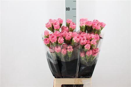 <h4>Di St Dollar</h4>