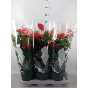 Anthurium andr. 'Idaho'