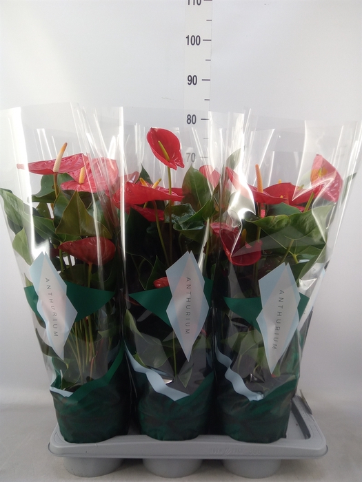 <h4>Anthurium andr. 'Idaho'</h4>