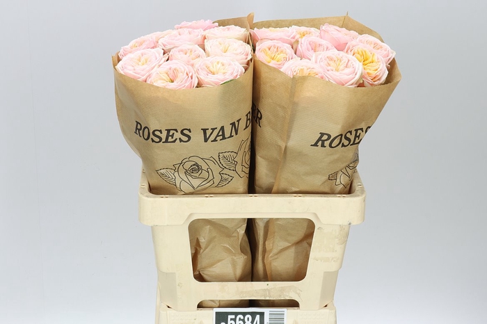 <h4>Rosa Gr Gar Shiver!</h4>