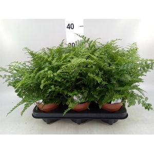 Asplenium  'Parvati'