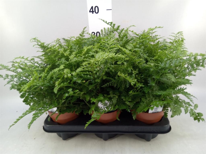 <h4>Asplenium  'Parvati'</h4>