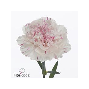 Dianthus st yukari cherry