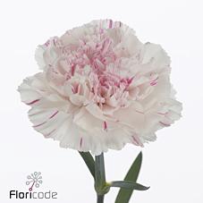 <h4>Dianthus st yukari cherry</h4>