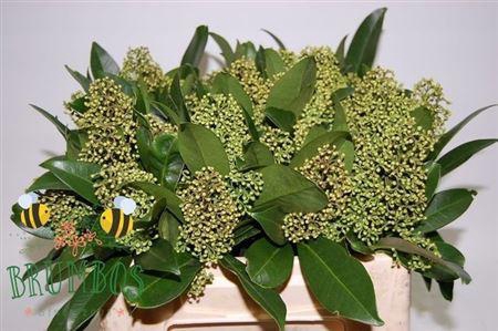 <h4>Skim C Kew Green Bs</h4>