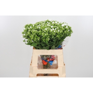 Phlox P Whitecap