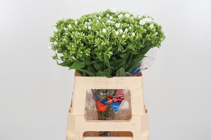 <h4>Phlox P Whitecap</h4>
