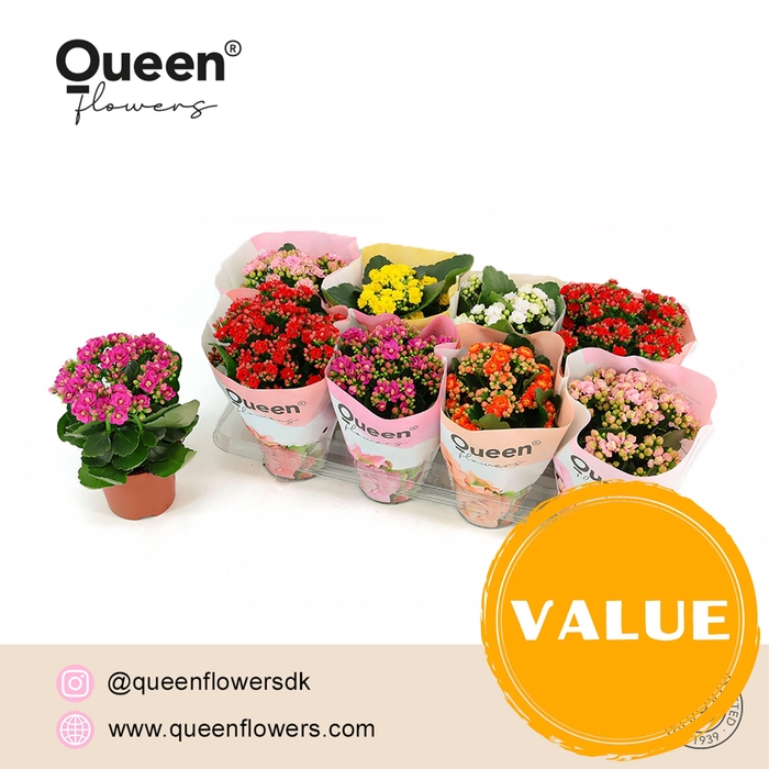<h4>Kalanchoe Mix P12 Queen</h4>
