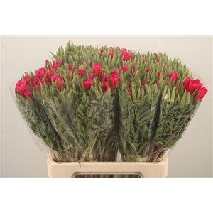 Clarkia Am Gr Red