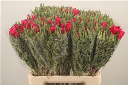 <h4>Clarkia Am Gr Red</h4>