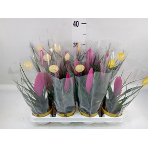 Tillandsia cyanea 'Vincent'