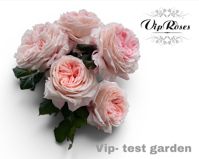 R GR OV VIP TEST GARDEN