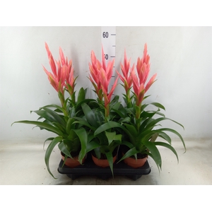 Tillandsia  'Ziva'