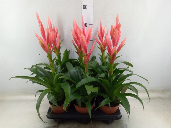 <h4>Tillandsia  'Ziva'</h4>