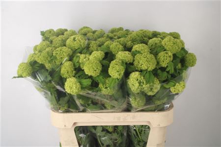 <h4>Viburnum Roseum St 4/6</h4>